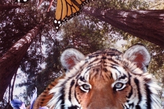 Butterfly-games2