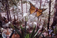 butterfly-games