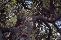 spidersoaktree