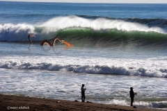 surfdragonweb