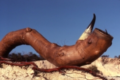 brainsucker